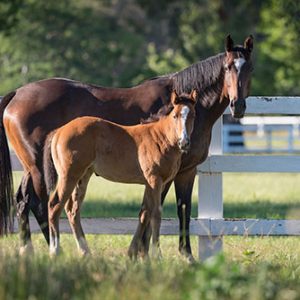 Gooree Stud Main Cellar Door