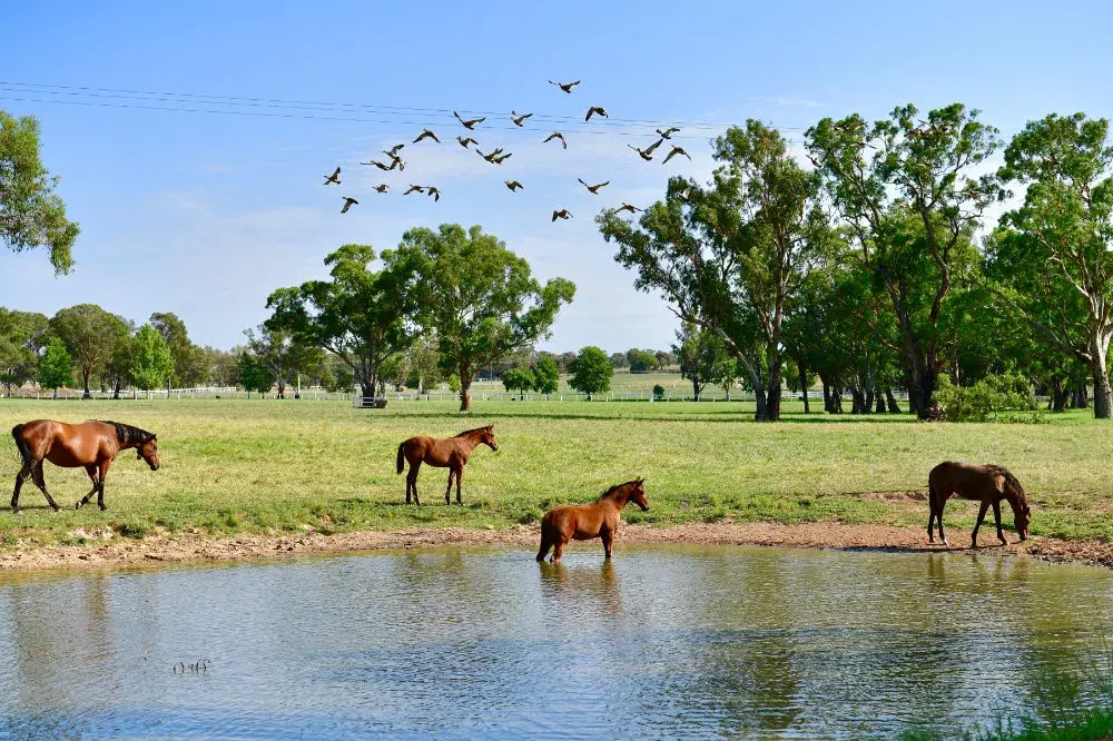 gooree_stud_tours_5517