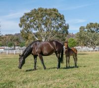 Gooree Park Group Stud Tour & Wine Tasting