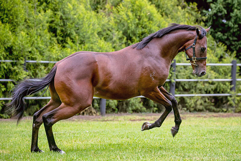 SMART MISSILE X HIGHLAND DAUGHTER web master paddock 25-1 e