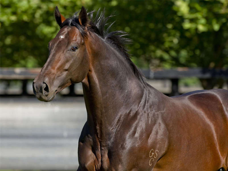 Stallion-SmartMissile