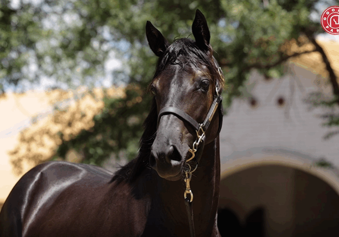 Lot 106 Written By x Nais Ko