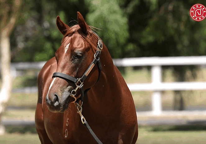 Lot 136 Invader x Peace Palace