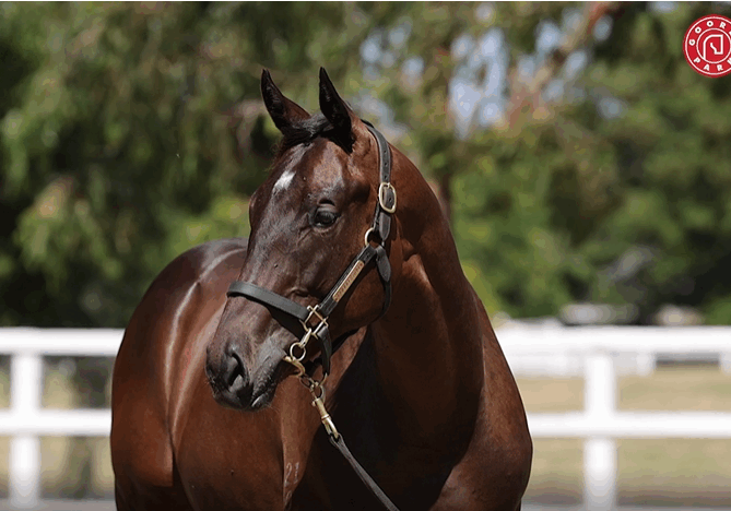 Lot 231 American Pharoah x Sensible Lady