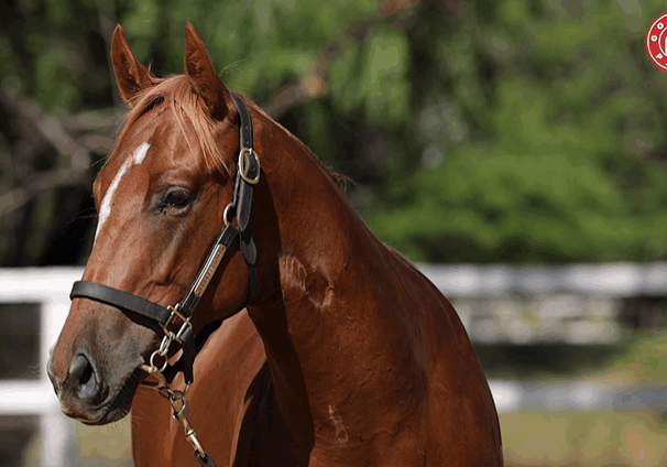 Lot 232 Invader x Serein