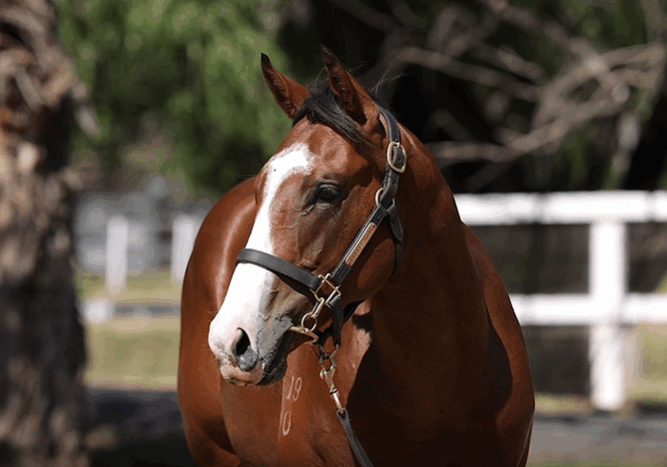 Lot 24 Trapeze Artist x Lindisfarne