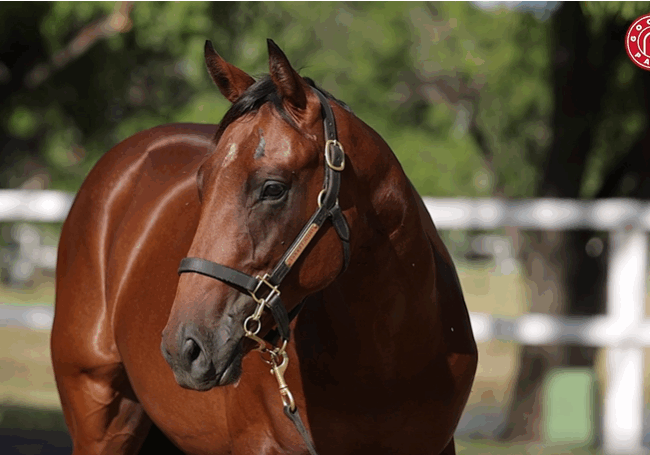 Lot 325 Smart Missile x Ulap