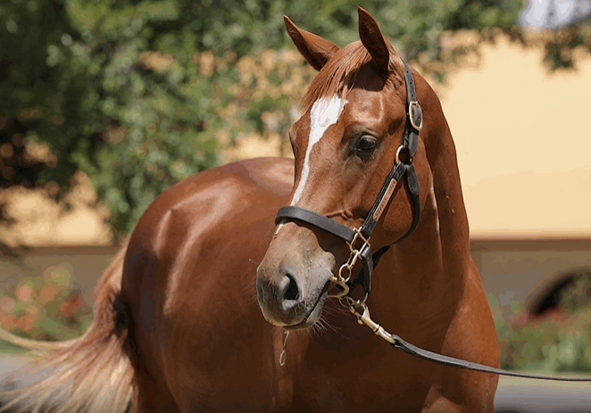 Lot 338 Toronado x We'll Never Know