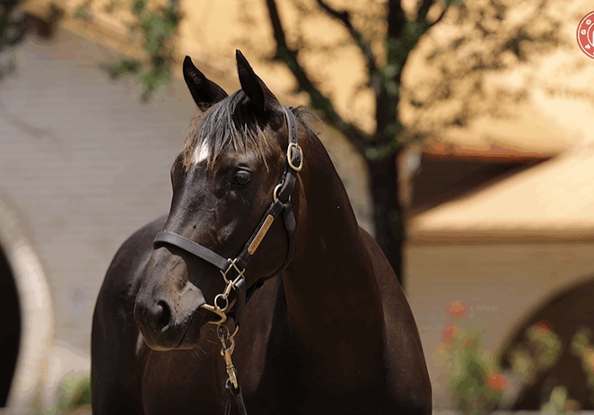 Lot 353 American Pharoah x Zembu