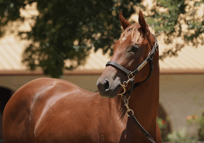 Lot 726 American Pharoah x Streaking Comet